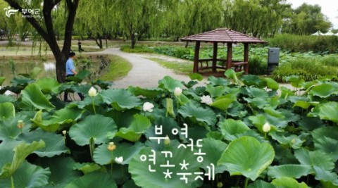 부여서동연꽃축제 리스트 이미지